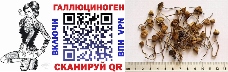 купить закладку  Чайковский  Галлюциногенные грибы GOLDEN TEACHER 