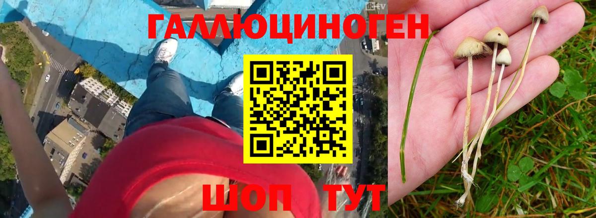 Галлюциногенные грибы мухоморы Чайковский